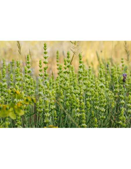 Pirinský elixír 20 g